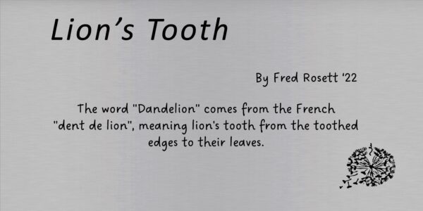 Lion's Tooth - Image 5